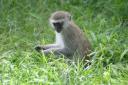 Mfuwe - South Lwanga National Park